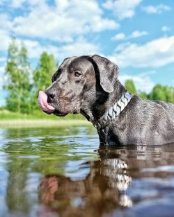 Due to its grace and docile nature, the Great Dane is extremely popular. Today the breed is rank ...