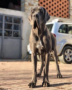 Dogs of this breed have a strong desire to please their master. Many Great Danes are particularl ...