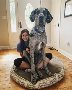 The first Great Dane club was founded in Germany. Following Germany, such clubs began to form in ...
