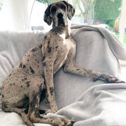 In the late 1600s, many German nobles started keeping Great Danes in their homes. They began to  ...