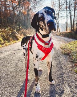 There is a rather plausible opinion that the ancestors of the Great Dane were the English Mastif ...