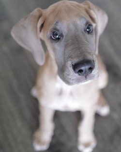 It is believed that the breed originated from different breeds of dogs. It happened during the t ...