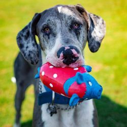 There are writings indicating that the Great Danes were also kept in ancient Tibet. These docume ...