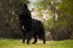 The Groenendael is ideal for teaching both simple and complex commands. That is why these dogs a ...