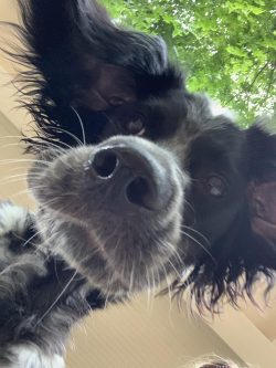 No genetic diseases associated with this breed have been identified. Blue Picardy Spaniels, like ...