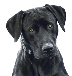 This breed is also an excellent herding dog. Most pets need to get used to large animals such as ...