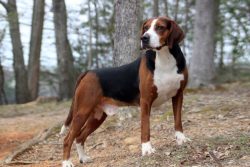 It is advisable to brush your dog at least once a week. A beagle moon does not need to take a ba ...