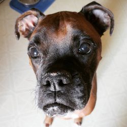 These dogs can be deaf – about 20-40% of puppies are born deaf in one or both ears.