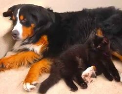 A healthy adult animal should consume from 1800 to 3000 kcal per day, a two-month-old puppy R ...