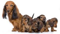 The emergence of the dachshund in the form in which it is familiar to us today was preceded by a ...