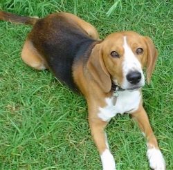If hunting and developing outdoors is obvious to him, the Beagle Harrier is equally happy to hav ...
