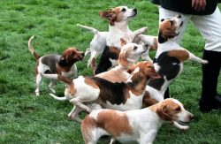 Beagley – muscular, sturdy dog with a slightly domed skull. Their muzzles are square and t ...