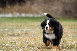 To train the Bernese Mountain Dog to the toilet, it is usually walked after eating. If the puppy ...