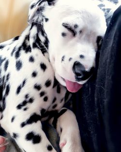 Dalmatians are among the breeds for which proper training and early socialization are incredibly ...