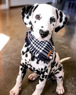 Everyone who turns on a Dalmatian should be aware that he will need to carry out consistent educ ...