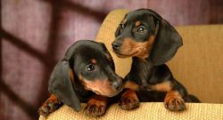 Dachshund is often called the best burrow hunter. She can fight with prey in a very narrow space ...