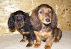 According to the modern version of the origin of the breed, the dachshund is the oldest breed of ...