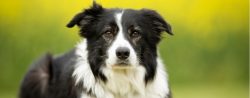 The ancestors of the border collie appeared in England at a time when it became necessary to use ...
