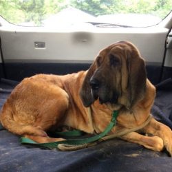 For many years, mankind has known dogs that are able to track down animals only by a subtle smel ...