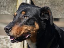 The New Zealand Shepherd Dog has a calm and conflict-free character. She is friendly, calm and l ...