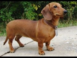 Dachshund requires only one weekly brushing, as it has short hair. 