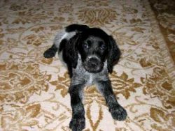 The Blue Picardy Spaniel is a passionate hunter, becoming an affectionate and quiet dog at home. ...
