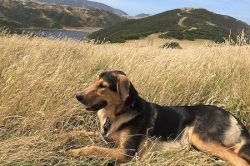 In general, this dog is intended for work, but you can keep a huntway both in an apartment and i ...