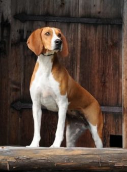 Representatives of the Hügenstevare breed are beautiful and strong dogs with a strong constituti ...