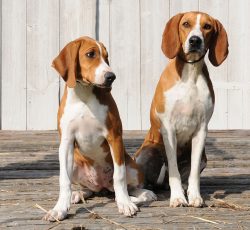 Hügenhund (Higenhund, Hügenstevare) is a breed of hunting dogs bred by the Norwegian dog breeder ...
