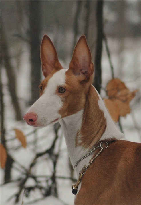 Podenko ibizenko are very intelligent and sociable dogs. They are equally beautiful both as hunt ...