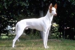 The very ancient history of the Ivesian greyhound, with which the pharaohs of ancient Egypt hunt ...