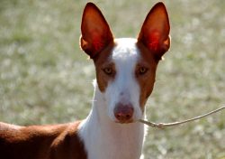 Podengo ibizenko is a clean and sociable dog. An excellent companion for hunting, with it they o ...