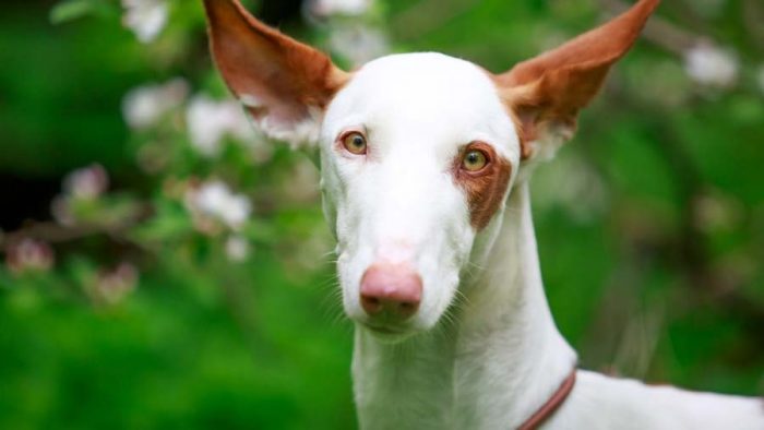 In communicating with his beloved owner, he can show a certain amount of stubbornness, but this  ...