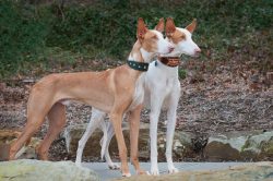 On the body of the Ibiza Greyhound, two types of coat are distinguished: short-haired (the short ...