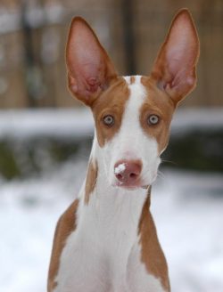 Egyptian greyhounds have been appreciated at all times – there is still a saying that Pode ...