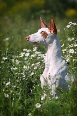 Bred for hunting hares and wild rabbits. Images of similar dogs are found on ancient Egyptian pa ...