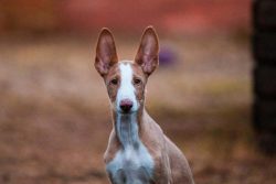 The neck is long, slender, slightly arched and strong, covered with flat muscles. The back is st ...