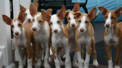 Ibiza Greyhound has a height at the withers of 60-70 cm for boys and 57-66 cm for girls. The ave ...