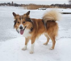 Today the Icelandic dog is considered part of the cultural heritage of its country but remains c ...