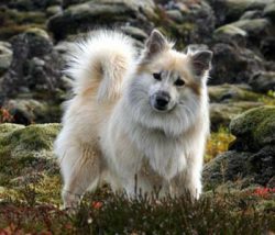 Icelanders are very active, they need to stick their curious nose everywhere and take part in al ...