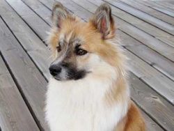 Even if your dog lives in the yard, this does not mean that you do not need to walk with him. Ic ...