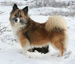 These northern shepherd dogs are not particularly demanding of food, moreover, they can be conte ...