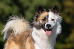 The Icelandic dog arrived on the islands around 874-930 AD. The dog and its method of work are f ...