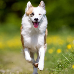 The Icelandic Shepherd Dog is still very small in number and for some time the breed was on the  ...