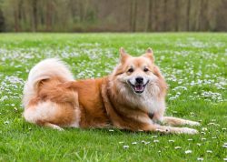 It is believed that the first progenitors of this glorious breed appeared on the island together ...