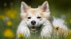 Now the Icelandic spitz is not threatened with extinction, but their number is small – abo ...