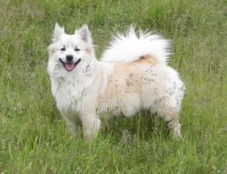 The coat is very thick with an undercoat. It can be either long or medium length. The short-hair ...