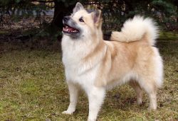 The Icelandic Sheepdog is an excellent family dog ​​with its cheerful, docile disposition, small ...