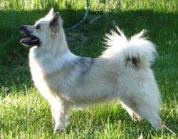 The Icelandic dog is an owner by nature, so it will guard its home jealously. However, she is un ...