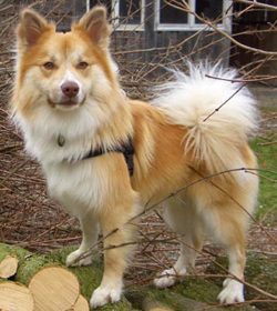 The Icelandic Dog is a small herding dog breed designed for sheep grazing in the harsh northern  ...